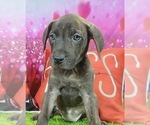 Small #6 Catahoula Leopard Dog