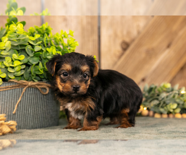 Medium Photo #3 Yorkshire Terrier Puppy For Sale in GREENWICH, OH, USA
