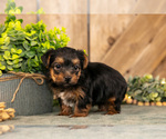 Small #2 Yorkshire Terrier