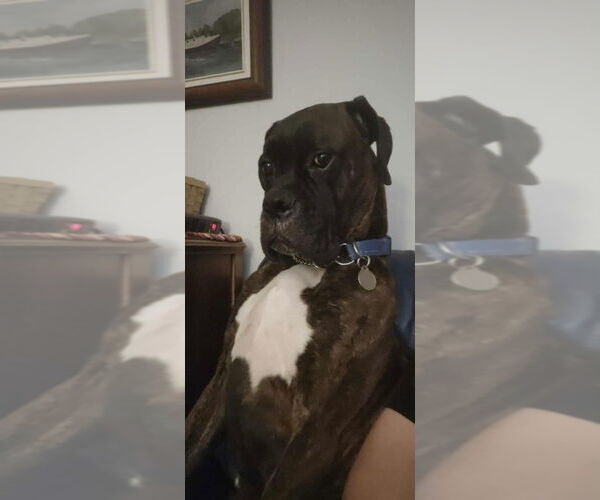 Medium Photo #4 Boxer Puppy For Sale in Brights Grove, Ontario, Canada