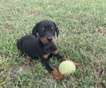 Small Photo #3 Doberman Pinscher Puppy For Sale in CHESTER, AR, USA