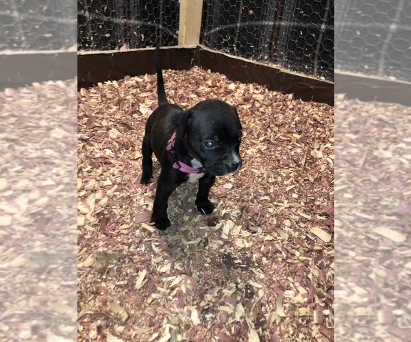 Medium Photo #1 American Bully Puppy For Sale in BRIDGEPORT, CT, USA