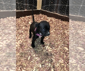 American Bully Puppy for sale in BRIDGEPORT, CT, USA