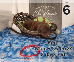 Doberman Pinscher Puppy for sale in CLINTON, OH, USA
