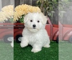 Small Coton de Tulear