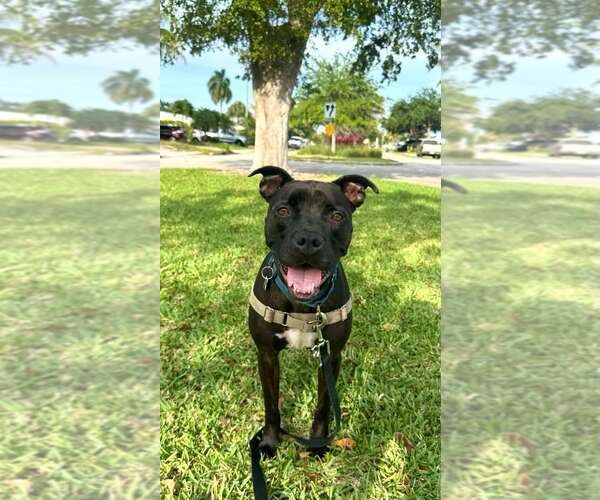 Medium Photo #2 Mutt Puppy For Sale in Pompano Beach , FL, USA