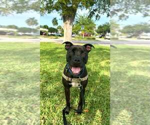 Elliot - Male Mutt Dog for Adoption - Photo #2
