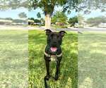 Small #1 Mutt