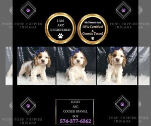 Cocker Spaniel Puppy for sale in WARSAW, IN, USA