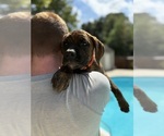 Small #2 Boxer