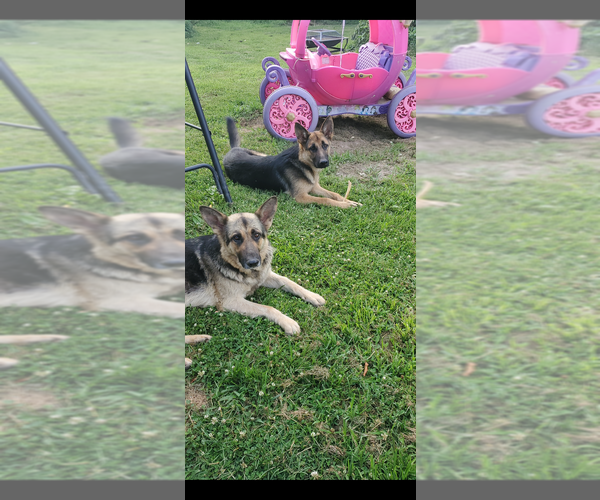 Medium Photo #1 German Shepherd Dog Puppy For Sale in ARMSTRONG, MO, USA