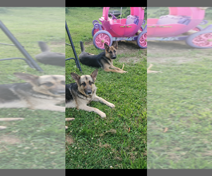 Mother of the German Shepherd Dog puppies born on 04/07/2025