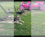 Small Photo #1 German Shepherd Dog Puppy For Sale in ARMSTRONG, MO, USA