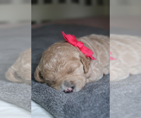 Medium Photo #4 Goldador Doodle Puppy For Sale in CAPON BRIDGE, WV, USA