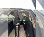 Small #2 Great Dane