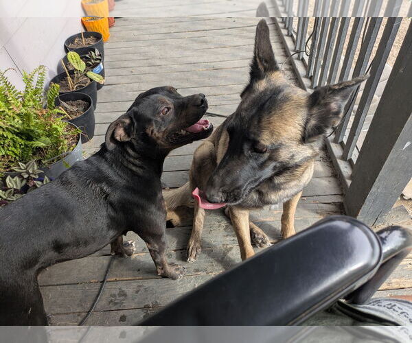 Medium Photo #3 Mutt Puppy For Sale in Orange Grove, TX, USA