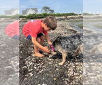 Small #2 Mutt