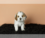 Small Photo #21 Cocker Spaniel Puppy For Sale in NAPPANEE, IN, USA