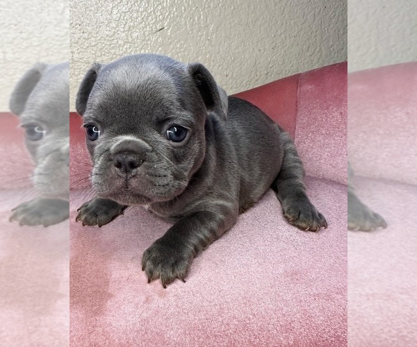 Medium Photo #8 French Bulldog Puppy For Sale in MENIFEE, CA, USA