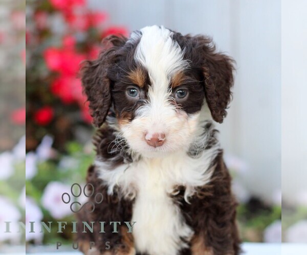Medium Photo #1 Bernedoodle (Miniature) Puppy For Sale in LITITZ, PA, USA
