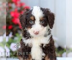 Small Bernedoodle (Miniature)