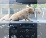 Small Photo #4 Golden Retriever Puppy For Sale in DALLAS, TX, USA