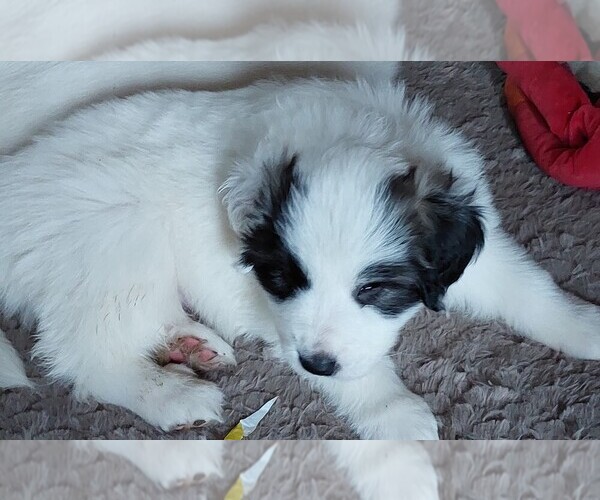 Medium Photo #1 Great Pyrenees Puppy For Sale in GRAND JUNCTION, MI, USA