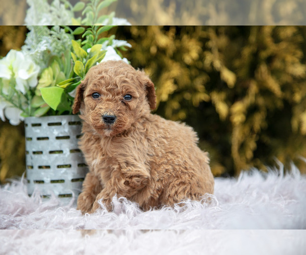 Medium Photo #1 Poodle (Standard) Puppy For Sale in NAPPANEE, IN, USA