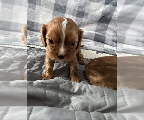 Medium Photo #1 Cavalier King Charles Spaniel Puppy For Sale in BRICK, NJ, USA