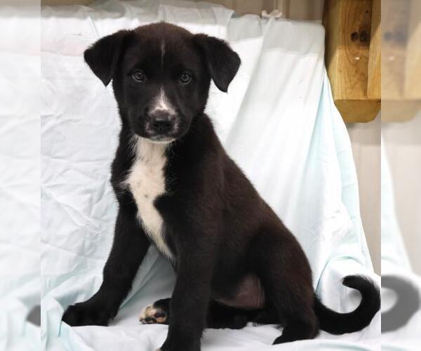 Medium Photo #1 Mutt Puppy For Sale in Thief River Falls, MN, USA