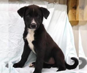 Mutt Dogs for adoption in Thief River Falls, MN, USA