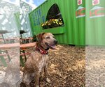 Small Photo #5 Labrador Retriever-Unknown Mix Puppy For Sale in Woodstock, GA, USA