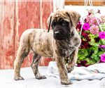 Small Photo #32 Mastiff Puppy For Sale in WAKARUSA, IN, USA