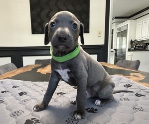Italian Greyhound Puppy for Sale in SPLENDORA, Texas USA