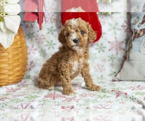 Poodle (Miniature) Litter for sale in NEW CONCORD, OH, USA