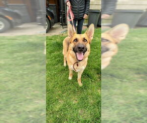 German Shepherd Dog Dogs for adoption in Kansas City, MO, USA