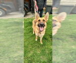 Small German Shepherd Dog