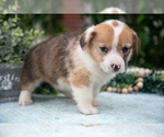 Small Photo #41 Pembroke Welsh Corgi Puppy For Sale in NEW CONCORD, OH, USA