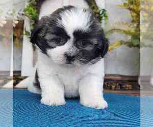 Zuchon Puppy for sale in MARIETTA, GA, USA