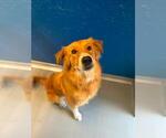 Small Golden Retriever Mix