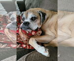 Small #1 Boxer
