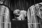 Small Photo #39 Shih Tzu Puppy For Sale in HAYWARD, CA, USA