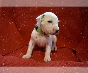 Dalmatian Puppy for sale in HUNTINGTON, AR, USA