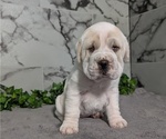 Small #1 Cocker-Pei
