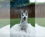 Small #2 Siberian Husky