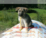 Small #3 German Shepherd Dog