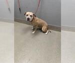 Small American Pit Bull Terrier Mix