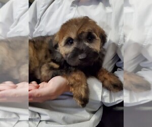Aussiedoodle Miniature  Puppy for sale in HENDERSON, NV, USA