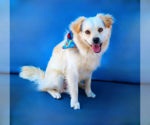 Small Colonial Cocker Spaniel Mix