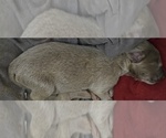 Puppy Puppy 7 Weimaraner